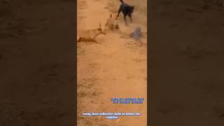 🐶Combat at Dog Puppies vs. Komodo Dragon🦎 #youtube #dogs #puppy #drogon #animal #ytshorts #shorts