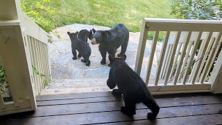 Bear Ruby and Crew — Part 2 - "Apple pie! We didn't get any apple pie!"