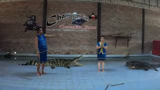 Dangerous and Scary Crocodile Show! Chang Puak Camp, Bangkok, Thailand