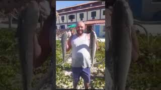 #Shorts Pesca de Tainha na Praia do Peró em Cabo Frio RJ. #pescaria