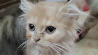 Whiskers & Wings 😻😻 live ! Cats Playing Together #cat #catlover #livestream #live #catvideos #pets