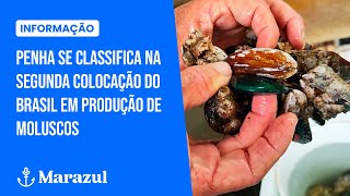 Penha se classifica na segunda colocação do Brasil em produção de moluscos