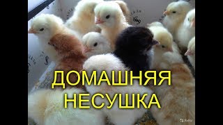 Выращивание кур несушек