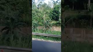 Amazing Sarangan Lake Route|| Rute Telaga Sarangan mantap...