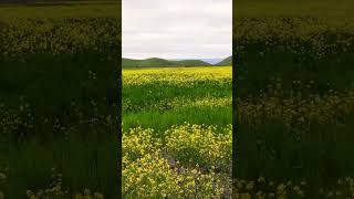 Mustard Super bloom near Bay Area #california #spring #superbloom #hiking #travelblog