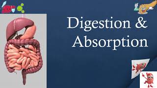 Basics Of Digestion | NEET Biology | 12th NCERT Decoded in Marathi