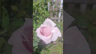 stop and smell the roses! unidentified farm rose bush