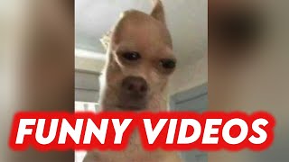 Funny Videos