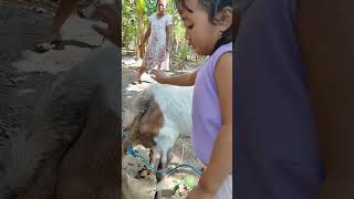 Gendis Punya Adik Ank Kambing Baru Lahir Lucu 🤗🤗🥰 #fypシ #fypシ゚viral #anakkambinglucu #anakkambing