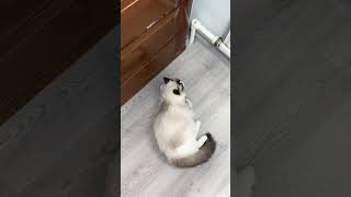 Lovely Cat  #funny #cat #pets #animal #short #86