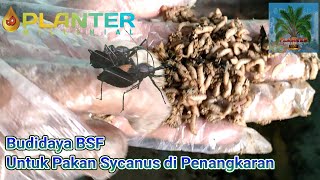 Budidaya BSF utk pakan Sycanus di Penangkaran (Rearing)