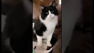 🐈 Funniest Animals 2024 🤣😅 New Funny Cats Videos 😸🐈 #cathouse Ep 1390