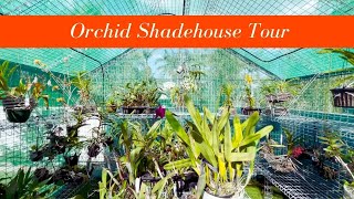 Queensland Orchid Shadehouse Tour - FINALLY!