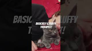 How Cats Use Purring to Control Us!  #biofacts #cat #biodiversity #catlover #catshorts #factshorts