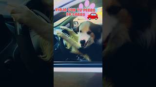 viaja con tu perro en carro #viajes #paseo #perros #perritos #mascotas #tutorial #consejos #pets