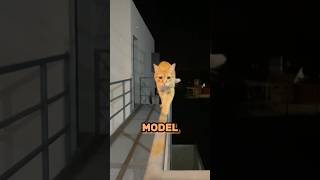 Cat Does A Perfect Catwalk 😳