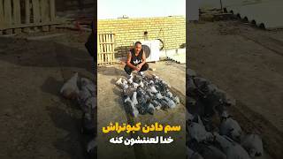 متاسفانه سم دادن به کبوتراش و همه تلف شدن