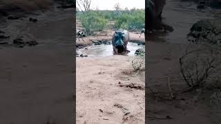 Wild dogs attack hippo !#wildlife #animals #shorts #shortvideo #yt video