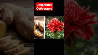 Цветок ИМБИРЯ. Как ВЫРАСТИТЬ имбирь ДОМА ИЗ КОРНЯ #shorts #cooking #cookingtutorial #имбирь #корень