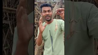 Amazing video ।। जंगली छिपकली काटे तो कैसे बचें।। Forest Lizard 🦎🦎🦎 #shorts