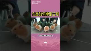 仓鼠如何辨别公母？