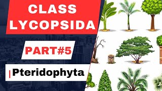 pteridophyta part#5//Class-Lycopsida//