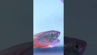 Pearl Gaurami #shorts #trending #fish #aquarium #viral