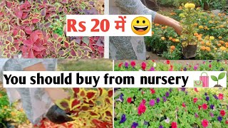 October month growing Best winter plants/ Monika Saini Nursery