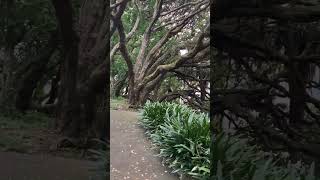 Wander through Albert Park #oorukulla #albertpark #newzealand #vikram #shortsvideo