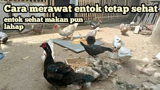 cara merawat entok agar sehat||dengan em4