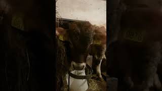 Vitello simpatico / schönes Kalb / nice calf #funnyanimals