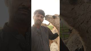 Love with a baby camel