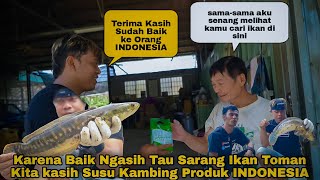 Karena Baik Ke Orang Indonesia Kita Kasih Susu Kambing Produk Indonesia