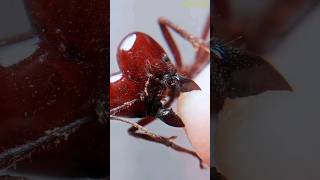 O dia que fui mordido por uma formiga-cortadeira (Atta laevigata) #shorts #formigas #ants #mordida