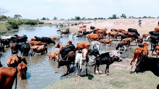 Cresce o número de gados no distrito de Mecanhelas Província de Niassa