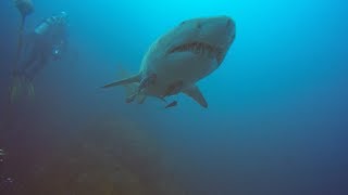 Diving with Critically Endangered Grey Nurse Sharks