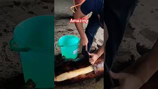 Best & amazing pork cleaning process #bollywood #pork #animals #trending #ytshorts #pig