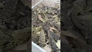 # artificial breeding #crocodile breeding farm #shipped nationwide  I eat several carts a day,