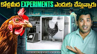 Why Chicken Is Testing In Labs | Top 10 Interesting Facts In Telugu | Telugu Facts | VR  Facts