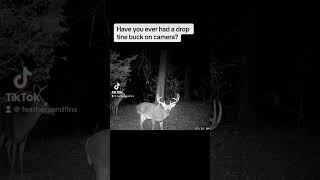 Drop tine buck on trail cam! #feathersandfins #trailcam #droptinebuck