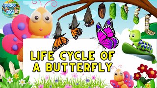 Life Cycle of Butterfly|#kids #science #education #whatif