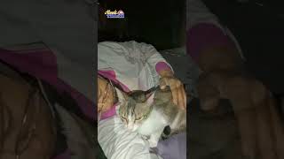 Dua Mahluk Yang Harmonis #shots #cat #catkucing #catlover #catmeow #cats #catvideos #kucing