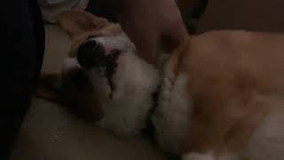 Corgi asks for belly rub