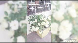 सफेद गुलाब की देखभाल white rose care..