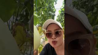 SUMPAH INI MANIS BANGET MELONNYA😍 #buahfresh #wisatapetikbuah #shorts #shortvideo #fyp #viralvideo