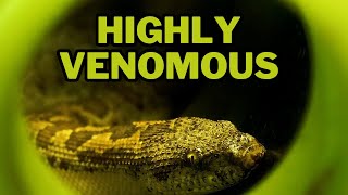 Russell’s Viper highly venomous dangerous snake