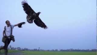 Bald Eagle Training, Preview 2012