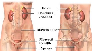 Мочевыделительная система - Анатомия просто!