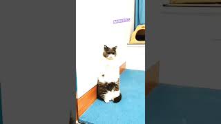 Cat crying #catfunny #funny #love #catvideos #cute