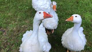 Sebastopol geese